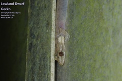 Hemiphyllodactylus typus