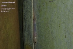 Hemiphyllodactylus typus