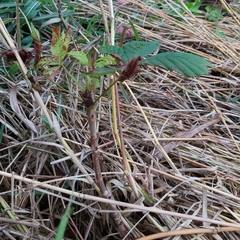 Aesculus hippocastanum