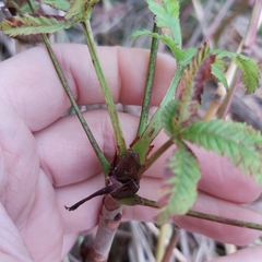 Aesculus hippocastanum