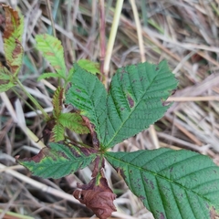Aesculus hippocastanum