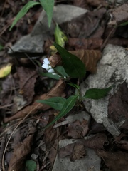 Persicaria jucunda