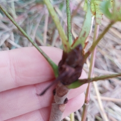 Aesculus hippocastanum