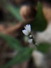 Persicaria jucunda