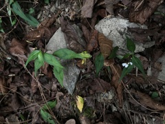 Persicaria jucunda