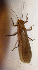 Attaneuria ruralis