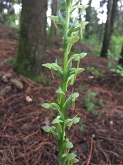 Platanthera brevifolia