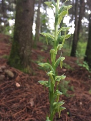 Platanthera brevifolia