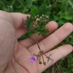 Erodium cicutarium
