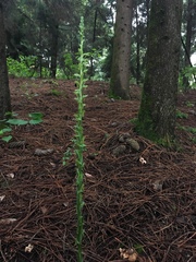 Platanthera brevifolia