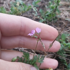 Erodium cicutarium