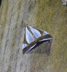 Agrioglypta eurytusalis