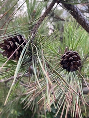 Pinus
