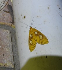 Asota orbona