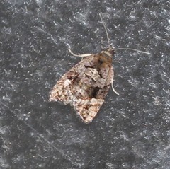 Epitymbia eudrosa