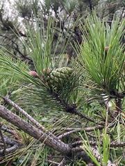 Pinus