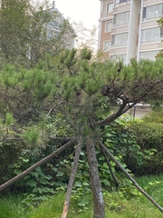 Pinus