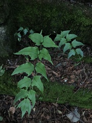 Cyrtomium caryotideum