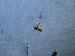 Tetrernia teminitis