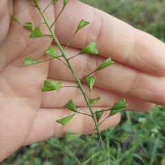 Capsella bursa-pastoris