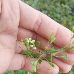 Capsella bursa-pastoris