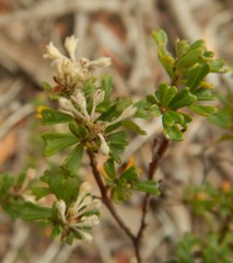 Pomaderris obcordata