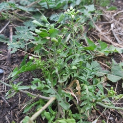 Capsella bursa-pastoris