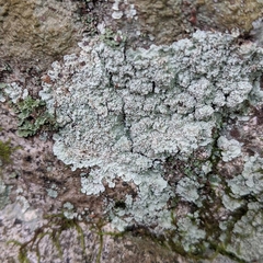 Lepraria normandinoides