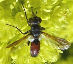 Cylindromyia bicolor