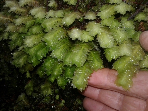 Schistochila balfouriana