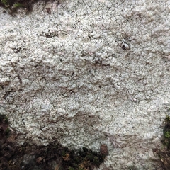 Circinaria caesiocinerea