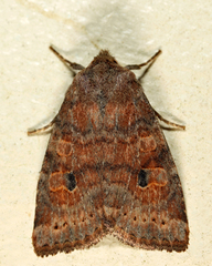Orthosia rubescens