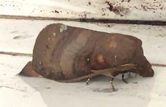 Kunugia latipennis