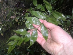 Asplenium lepidotum