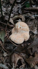 Hydnum subolympicum