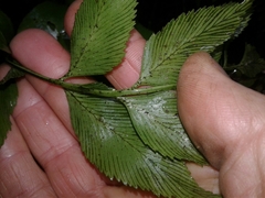 Asplenium lepidotum