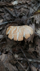 Hydnum subolympicum