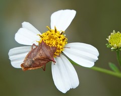 Euschistus ictericus