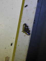 Glyphodes margaritaria