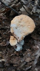 Hydnum subolympicum