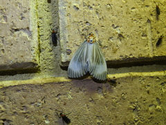 Neochera dominia