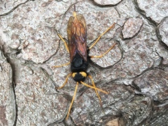 Urocerus gigas