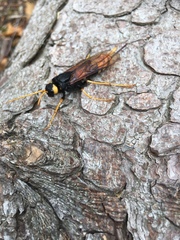 Urocerus gigas