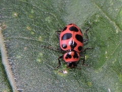 Coleomegilla maculata lengi