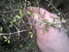 Coprosma propinqua propinqua