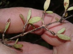 Coprosma propinqua propinqua