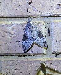 Psilogramma papuensis