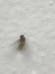 Drosophilidae