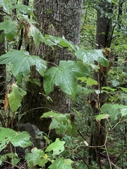 Acer pensylvanicum