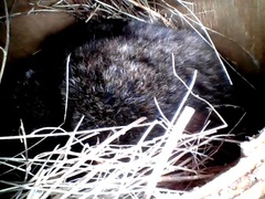 Pseudocheirus peregrinus